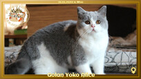 CH Golan Yoko Alice (Israel)
