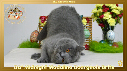 BG* Midnight Madaline Bourgeois Brits