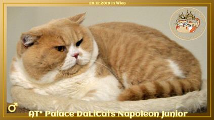 AT* Palace DaLiCats NAPOLEON JUNIOR