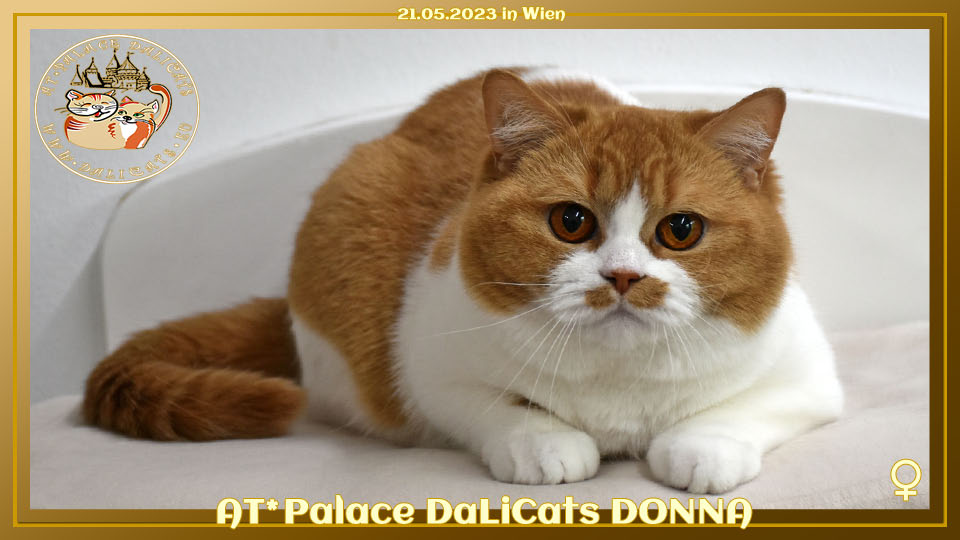 AT* Palace DaLiCats ❤ DONNA ❤