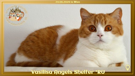 Vasilisa Angels Shelter *RU