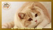 IC LT* Credo Princess Pollina