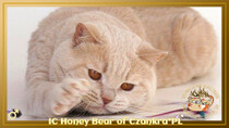 IC Honey Bear of Czankra*PL