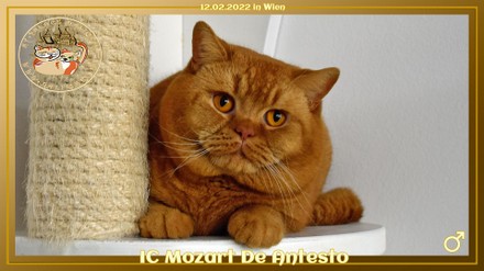 IC Mozart De Antesto