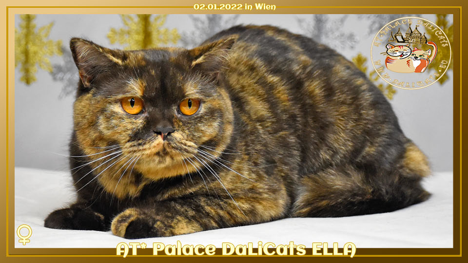 AT* Palace DaLiCats ELLA